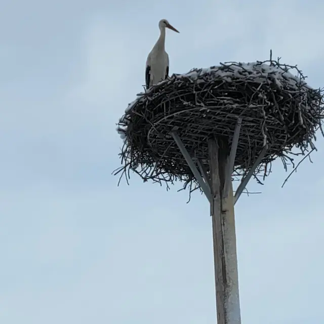 Etwas ungläubig schaut auch der "Heimkehrer" und "Untermieter" von Familie Sass in Deutsch Schützen. | Foto: Agnes Sass