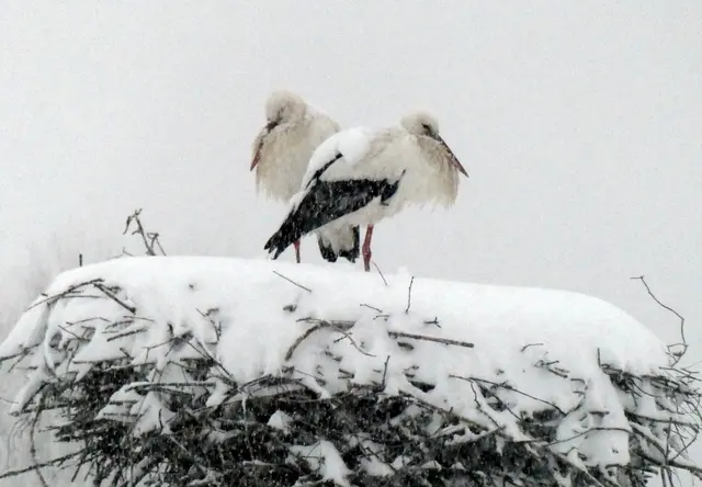 Oberndorfs Störche, die bereits Mitte Februar vom Winterquartier zurückgekehrt sind, hocken auf dem verschneiten Nest.