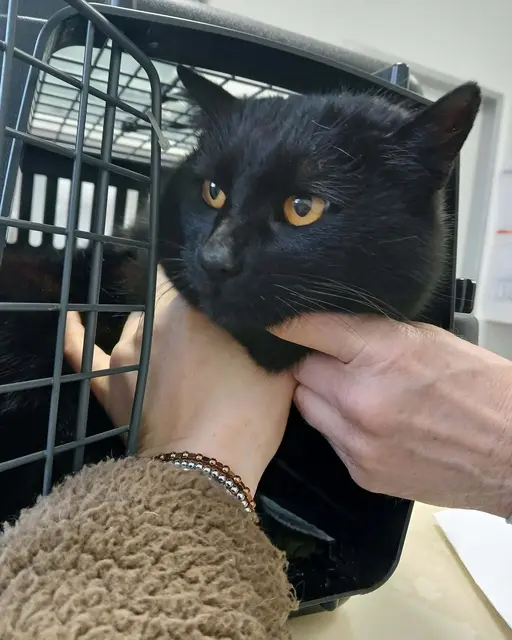Katze Luna war kastriert, gechipt und registriert. | Foto: Tierschutz Initiative Innviertel