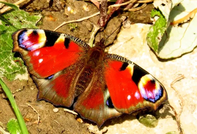 Tagpfauenauge

