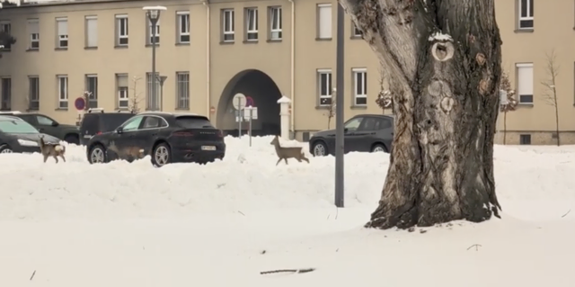 Rehe haben das Gelände des Heeresspitals erforscht.  | Foto: HrRossiSuchtDasGluck/Reddit