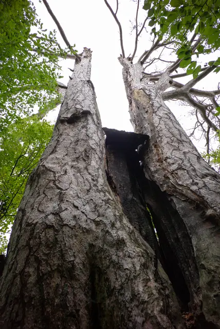 Kahl: der Vierbrüderbaum. | Foto: Santrucek