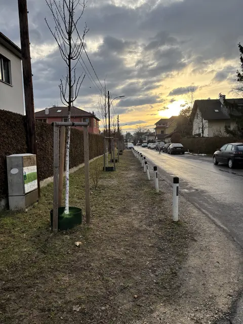 Auf der Nordseite wurden im Vorjahr 23 Bäume gesetzt. Diese befinden sich aktuell noch unter der Stromleitung und vor der Straßenbeleuchtung.  | Foto: MeinBezirk/Markus Kropac