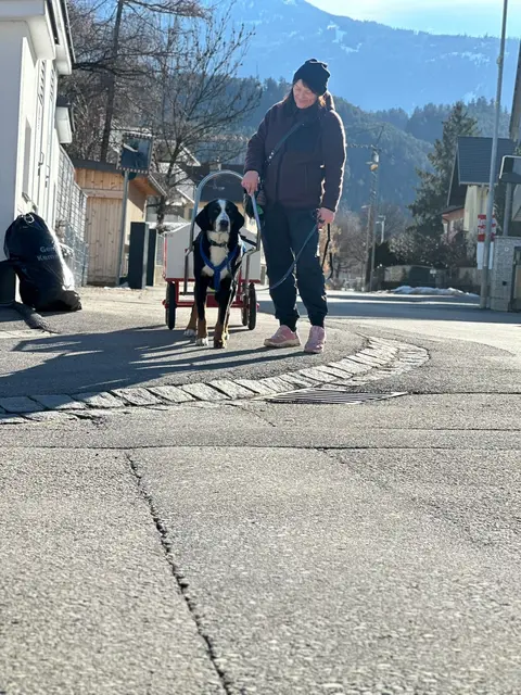 Der Schweizer Mischling Mäx ist mit einem Wagen in Kematen unterwegs und zeigt: Zugsport macht Hunden Spaß.  | Foto: Manuela Holzer