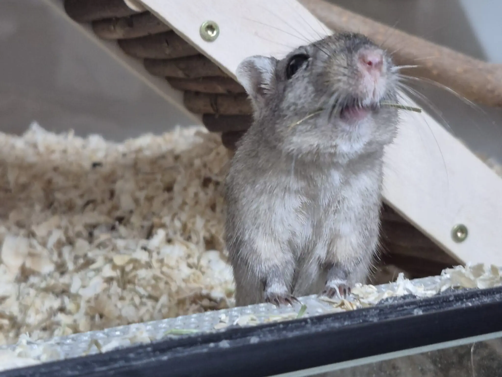 Tierheim Linz: Wüstenrennmaus Wilma will zur Ruhe kommen - Linz