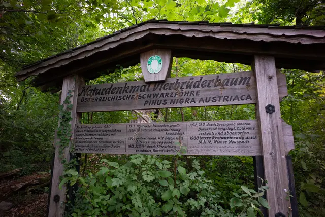 Die Geschichte des Vierbrüderbaums. Der Baum wird noch als Naturdenkmal ausgewiesen, ist aber keines mehr. | Foto: Santrucek