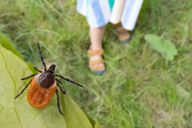 "Ein Zeckenstich kann schlimme Folgen haben: Hirnhautentzündung, Gehirnentzündung – und schwere Verläufe können mit Lähmungen, Schluck- und Sprechstörungen einhergehen. Bleibende Schäden sind nicht ausgeschlossen, die Viruserkrankung kann auch tödlich enden. Die Schutzimpfung ist effektiv", erinnert Prettner (Symbolfoto) | Foto: stock.adobe.com/at/KPixMining