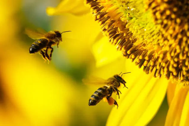 Wildbienen sorgen für bestäubte Obstbäume. | Foto: Smarterpix/Anetlanda