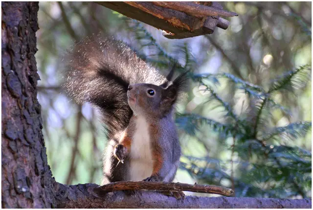 ....eine feine Nase hat das Eichhörnchen in der Au 