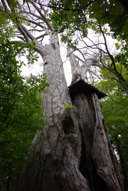 Die spärlichen Reste des Vierbrüderbaumes. | Foto: Santrucek