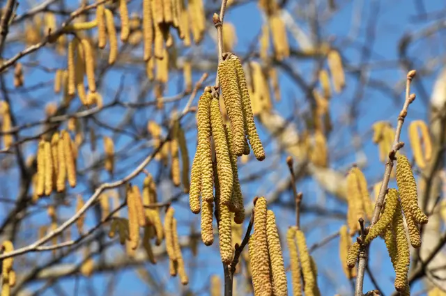 Vor allem Haselpollen finden sich derzeit in der Luft. (Symbolbild) | Foto: orestligetka.ukr.net/Smarterpix