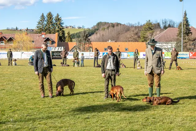 Leistungsschau der Jagdhunde: Sie sind wesentlich bei der Jagd und bei der Nachsuche. | Foto: Bezirksjagdamt Deutschlandsberg