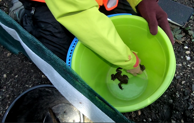 Aktuell müssen die Amphibien an Kübeln am Zaun von freiwilligen Helferinnen und Helfern gerettet werden.  | Foto: VGT.at