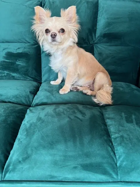 Chihuahua-Hündin Lou wird bereits seit zwei Wochen vermisst. Nun wandte sich seine sehr besorgte Halterin an die RegionalMedien Salzburg. | Foto: Caroline Oblasser