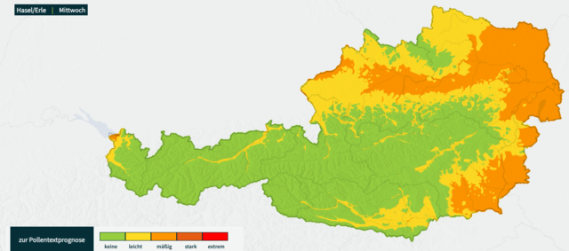 Die Pollenbelastung steigt bereits am Mittwoch. | Foto: Screenshot GeoSphere Austria