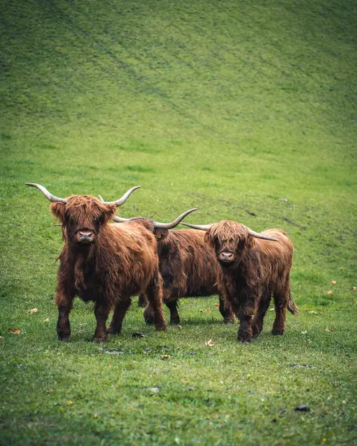 Hochlandrinder | Foto: Untersteinhof