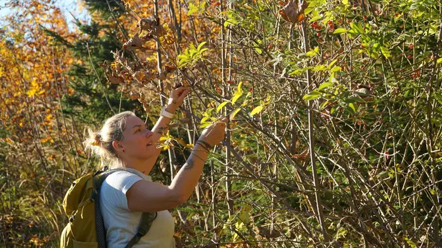 Heilpflanzenpädagogin Tanja Mittendorfer aus Bad Goisern kennt jede Pflanze und deren Wirkung. | Foto: WIFI OÖ GmbH