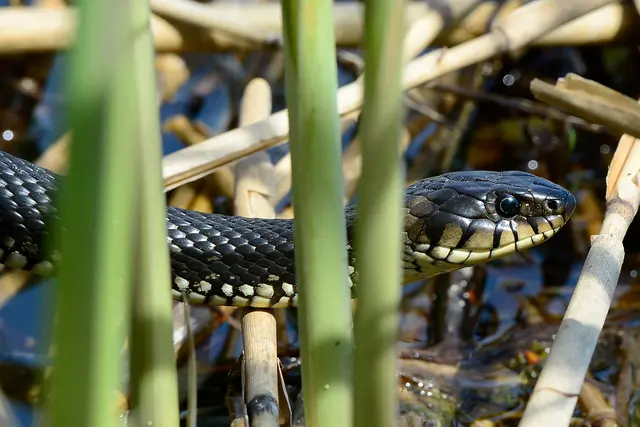 Bei der Gartengestaltung an Ringelnattern denken! | Foto: Wolfgang Schruf/Naturschutzbund Österreich