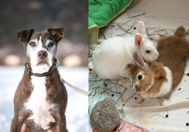 Drei besondere Seelen auf der Suche nach ihrem Glück – Minji, Pippi und Shila hoffen auf Menschen, die ihnen Liebe, Ruhe und Geborgenheit schenken. Wer ihnen ein Zuhause gibt, bekommt Vertrauen, Treue und ganz viel Herz zurück. | Foto: tierschutzverband Tirol/Michelle Prantl