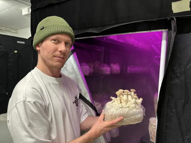 Max vor einem der Zuchtzelte mit einem Substratblock, aus dem bereits zahlreiche Pilze wachsen. | Foto: Königer