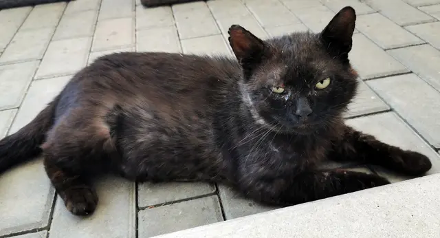 Kastrieren von Streunerkatzen verhindert Leid. | Foto: Gabriele Drechsler