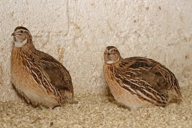 Die Wachteln wurden aus ihren engen Käfigen befreit und sollen sich jetzt frei bewegen können. | Foto: Thomas Seelaus (Symbolfoto)