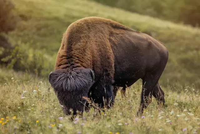 Laut rumänischen Medien wurden auf der Farm in Rumänien Bisons nicht artgerecht gehalten. | Foto:  Domaines Kilger