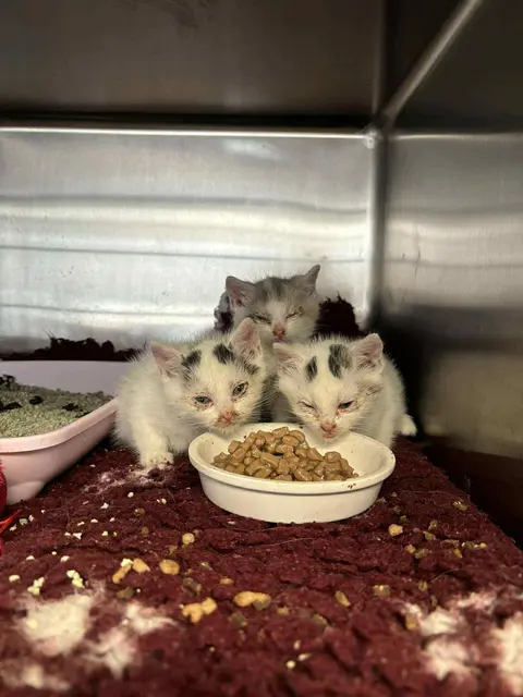Streunerkätzchen: Unkastriert vermehren sich Katzen unkontrolliert. | Foto: Katzennanny
