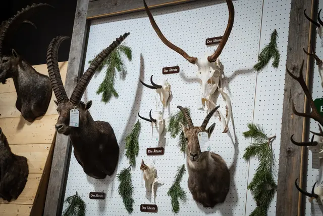 Bei der alljährlichen Trophäenschau zieht die Jägerschaft Bilanz. | Foto: Fitsch