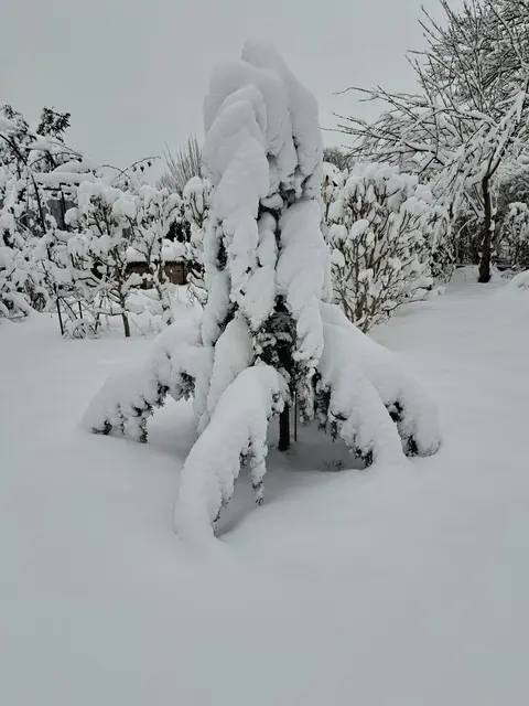 Foto: Unsere Arizona Zypresse im Garten