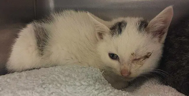 Dieses Streunerkätzchen wird nun versorgt. | Foto: Katzennanny
