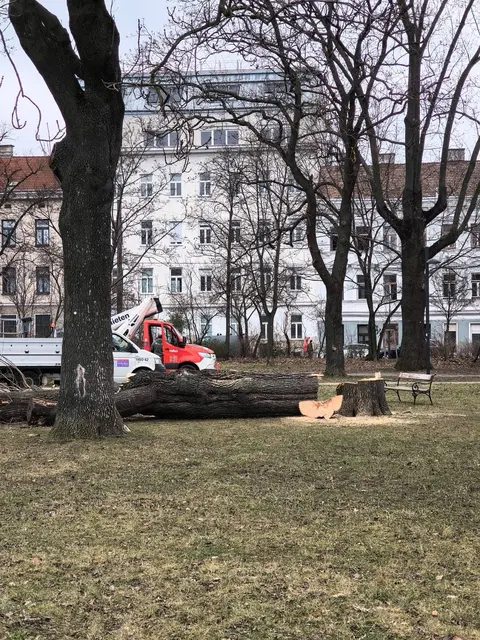 Aus Sicherheitsgründen wurden einige Bäume gefällt. | Foto: Grüne Rudolfsheim-Fünfhaus