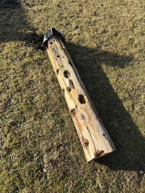 Der obere Teil des Holzmasten wurde, wie hier gut sichtbar, vom Specht durchlöchert. | Foto: Elisabeth Kloiber