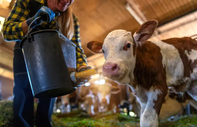 Laut aktuellem „Grünen Bericht“ werden rund 42 Prozent der land- und forstwirtschaftlichen Betriebe im Bundesland Salzburg von Frauen geführt.  | Foto: smarterpix
