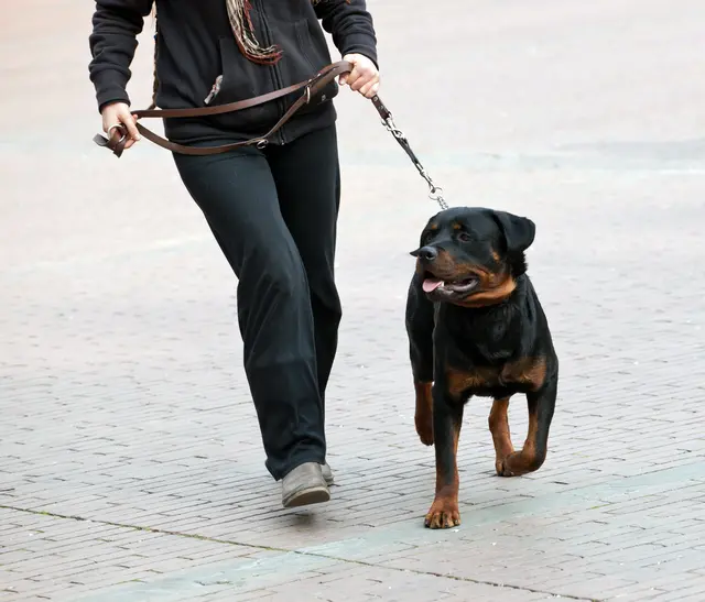 Der angeleinte Rottweiler riss sich von seiner Besitzerin los und attackierte einen neunjährigen Buben. | Foto: Antonio Gravante/Smarterpix