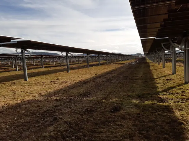 Das Agri-PV-Projekt kombiniert Energieerzeugung mit landwirtschaftlicher Nutzung. | Foto: oekostrom AG/Nikko Engineering