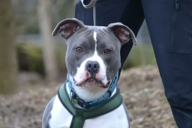 Balu sucht ein neues Zuhause. | Foto: TSV St. Pölten