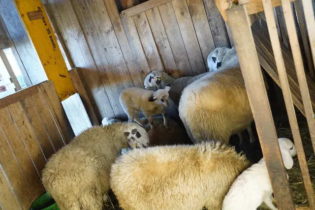 Kindern will Bretterklieber die Landwirtschaft näher bringen, sie können am Hof die Schafe streicheln und füttern. | Foto: MeinBezirk/Simon Michl