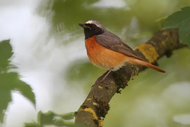 Streuobstwiesen bieten wertvollen Lebensraum für das gesamte Ökosystem. | Foto: Naturschutzbund OÖ