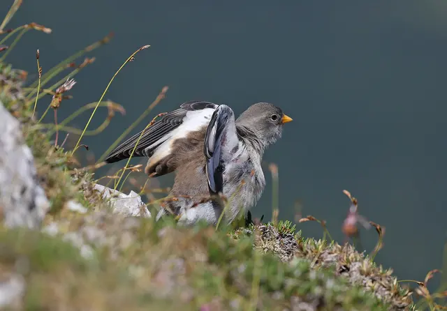 Der Schneesperling ist ein hochalpiner Vogel der Fels- und Schuttlandschaften, der nur in wenigen Regionen Österreichs vorkommt. | Foto: Hans Uhl