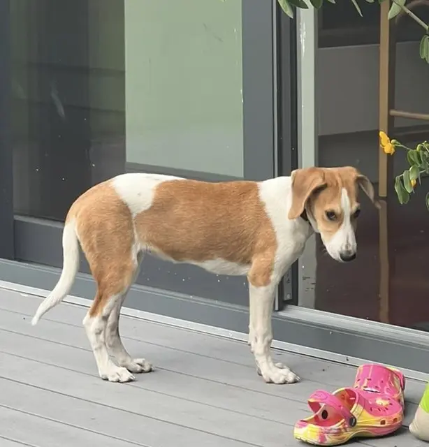 Hund Dorie wird vermisst. Das Tier ist in Mauterheim entlaufen.  | Foto: privat