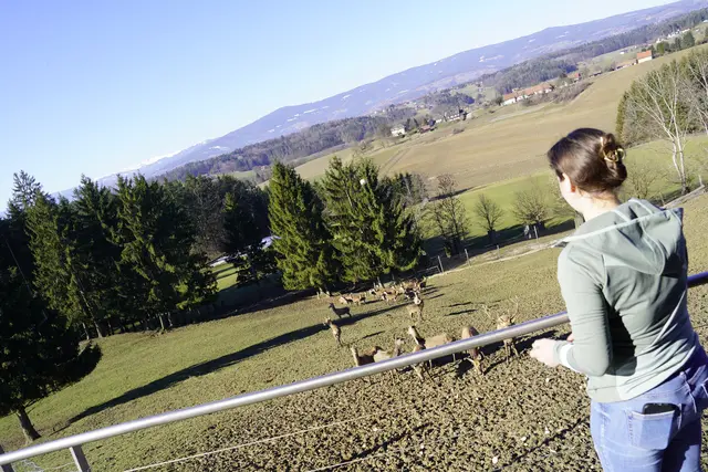 Das Rotwild grast am Teiplberg mit traumhaftem Ausblick auf die Koralm. | Foto: MeinBezirk/Simon Michl