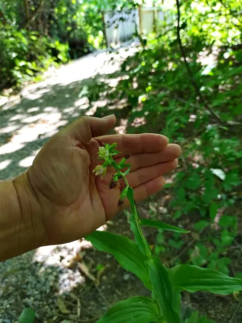 Sommeraufnahme einer wilden Orchidee – einer der zwei hier vorkommenden wilden Orchideenarten, die meist unscheinbar wirken, jedoch eine echte Rarität darstellen. | Foto: DEV Auersthal