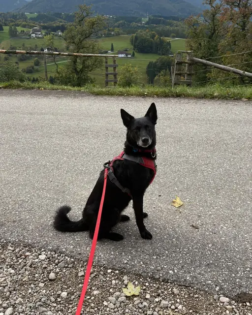 Hündin Ronja wird in Vorchdorf vermisst, bitte Sichtungen melden. | Foto: Barbara Rosenberger
