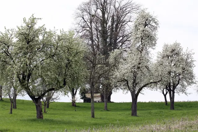  Der Streuobstbau in Österreich wurde als immaterielles Kulturerbe der Unesco anerkannt. | Foto: Johann Hartl