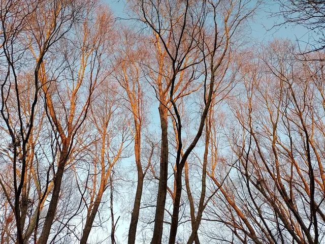 Die Weiden präsentieren sich in dieser Jahreszeit im warmen Licht der Morgensonne. | Foto: DEV Auersthal