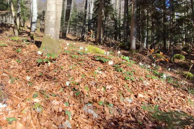 ...am Falkenstein blühen momentan 1000ende Schneerosen, aber eben nicht an einem Platz...haha.