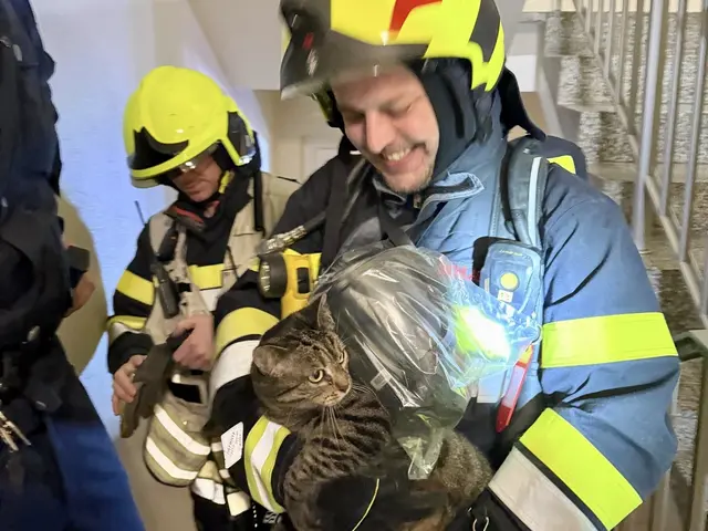 Eine der zwei geretteten Katzen, die aus der verrauchten Wohnung in Leoben-Göss gerettet wurde. | Foto: FF Leoben-Göss