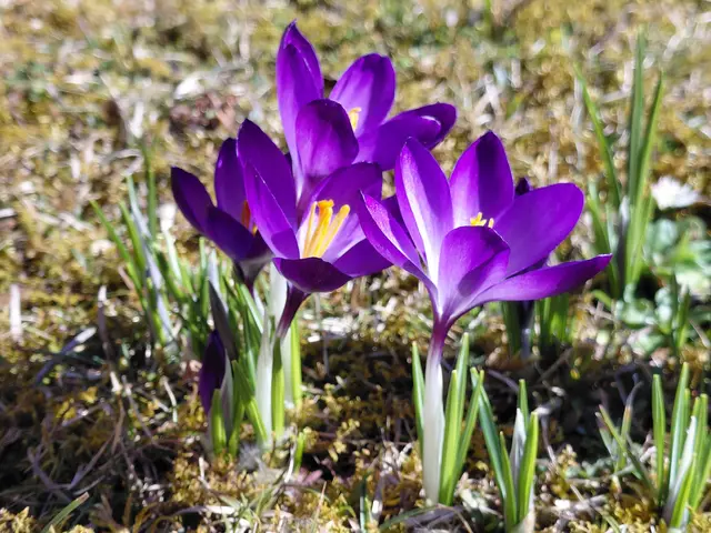 Foto: H.Bachinger