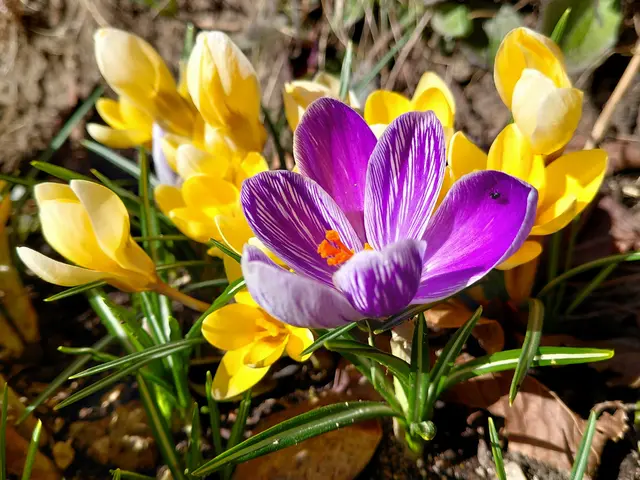 Foto: H.Bachinger